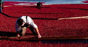 Why A-Type PACs Are the Real Driver Behind Cranberry’s Urinary Tract Health Benefits 